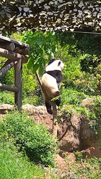 恩賜上野動物園に投稿された画像（2025/4/30）