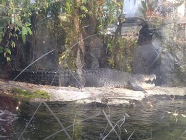 恩賜上野動物園に投稿された画像（2025/4/30）