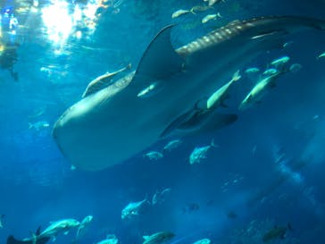 沖縄美ら海水族館に投稿された画像（2025/4/30）