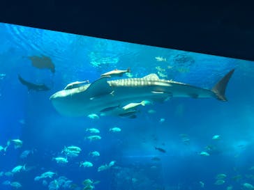 沖縄美ら海水族館に投稿された画像（2025/4/30）
