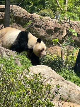恩賜上野動物園に投稿された画像（2025/4/30）