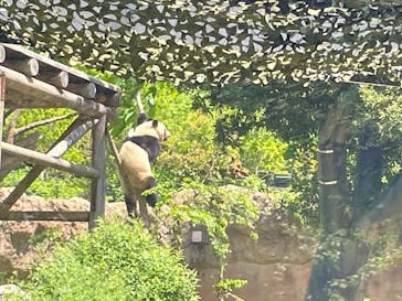 恩賜上野動物園に投稿された画像（2025/4/30）