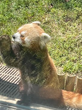 恩賜上野動物園に投稿された画像（2025/4/30）