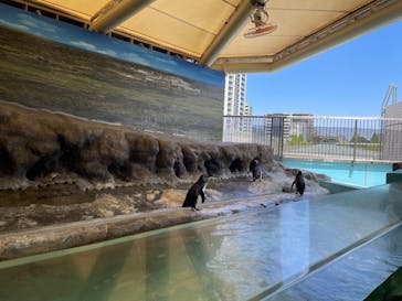 しながわ水族館に投稿された画像（2025/4/30）
