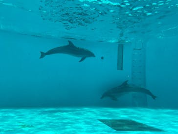 しながわ水族館に投稿された画像（2025/4/30）