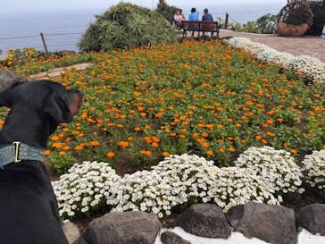 ニューヨークランプミュージアム＆フラワーガーデンに投稿された画像（2025/4/30）