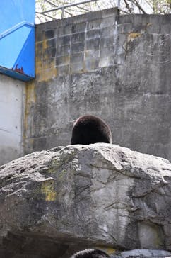 奥飛騨クマ牧場に投稿された画像（2025/4/30）