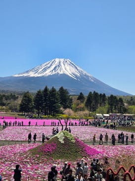 富士芝桜まつり(富士本栖湖リゾート)に投稿された画像（2025/4/30）