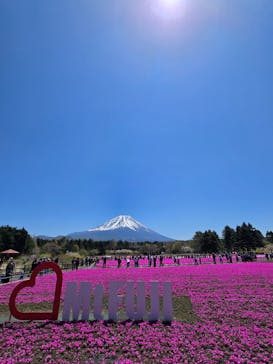 富士芝桜まつり(富士本栖湖リゾート)に投稿された画像（2025/4/30）