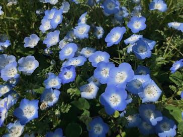 こうべアグリパークネモフィラの丘2025に投稿された画像（2025/4/30）