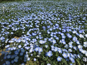 こうべアグリパークネモフィラの丘2025に投稿された画像（2025/4/30）