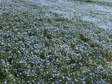 こうべアグリパークネモフィラの丘2025に投稿された画像（2025/4/30）