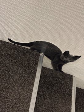 藤田嗣治 7つの情熱（ＳＯＭＰＯ美術館）	に投稿された画像（2025/4/30）