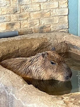 新江ノ島水族館に投稿された画像（2025/4/30）