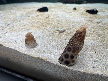 AOAO SAPPOROに投稿された画像（2025/4/30）