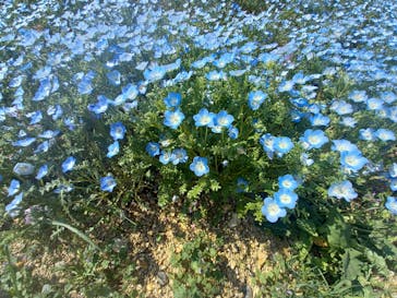 こうべアグリパークネモフィラの丘2025に投稿された画像（2025/4/30）