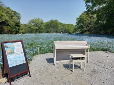 こうべアグリパークネモフィラの丘2025に投稿された画像（2025/4/30）