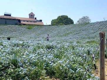 こうべアグリパークネモフィラの丘2025に投稿された画像（2025/4/30）