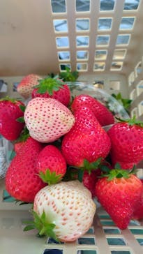 ICHIGOHOUSE.MITAKAに投稿された画像（2025/4/30）