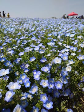 淡路ファームパーク イングランドの丘に投稿された画像（2025/4/30）