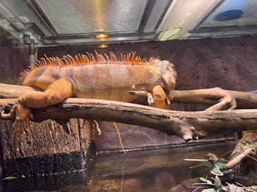 マクセル アクアパーク品川に投稿された画像（2025/4/30）