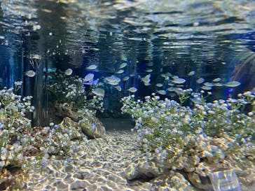 マクセル アクアパーク品川に投稿された画像（2025/4/30）