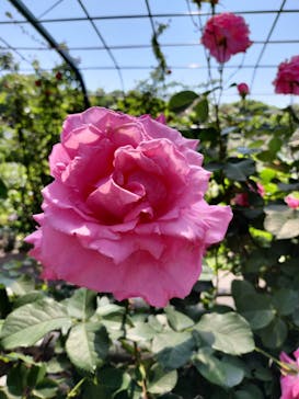 京成バラ園に投稿された画像（2025/4/30）