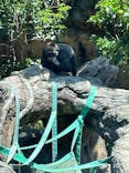 恩賜上野動物園に投稿された画像（2025/4/30）