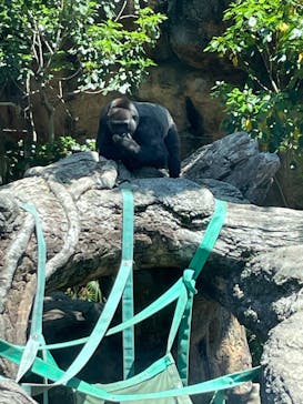 恩賜上野動物園に投稿された画像（2025/4/30）