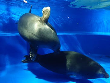 サンシャイン水族館に投稿された画像（2025/4/30）