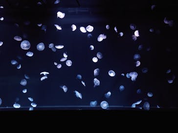 サンシャイン水族館に投稿された画像（2025/4/30）