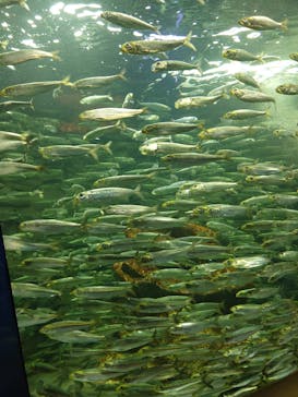 サンシャイン水族館に投稿された画像（2025/4/30）