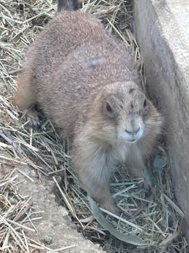 名古屋市東山動植物園に投稿された画像（2025/4/30）