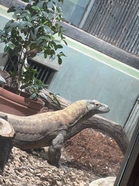 名古屋市東山動植物園に投稿された画像（2025/4/30）