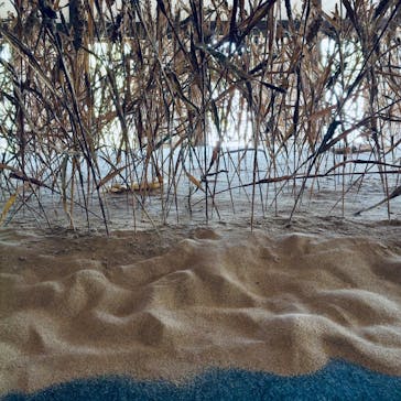 元離宮二条城に投稿された画像（2025/4/30）