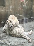 東武動物公園に投稿された画像（2025/4/30）