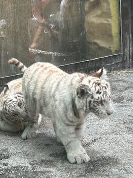 東武動物公園に投稿された画像（2025/4/30）