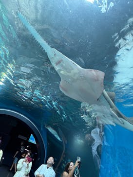 マクセル アクアパーク品川に投稿された画像（2025/4/30）