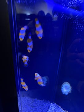 マクセル アクアパーク品川に投稿された画像（2025/4/30）