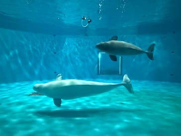 島根県立 しまね海洋館に投稿された画像（2025/4/30）