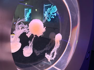 島根県立 しまね海洋館に投稿された画像（2025/4/30）