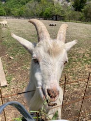 秩父ふるさと村に投稿された画像（2025/4/30）