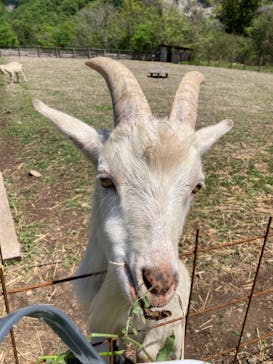 秩父ふるさと村に投稿された画像（2025/4/30）