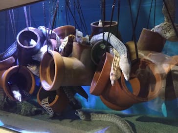 竹島水族館に投稿された画像（2025/4/30）