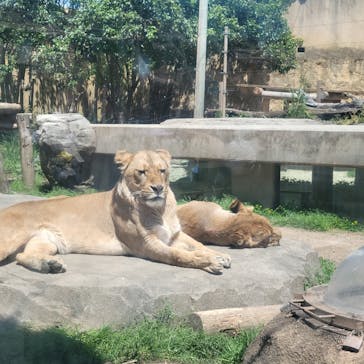 東武動物公園に投稿された画像（2025/4/30）