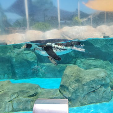 東武動物公園に投稿された画像（2025/4/30）