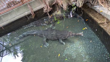 熱川バナナワニ園に投稿された画像（2025/4/30）