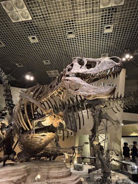 国立科学博物館に投稿された画像（2025/4/30）