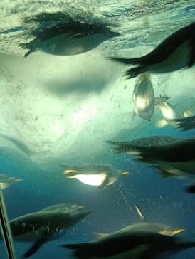 名古屋港水族館に投稿された画像（2025/4/30）