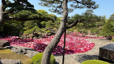 日本庭園　由志園に投稿された画像（2025/4/30）